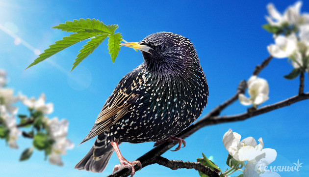 Сорта для весенней работоспособности Конопля для весны