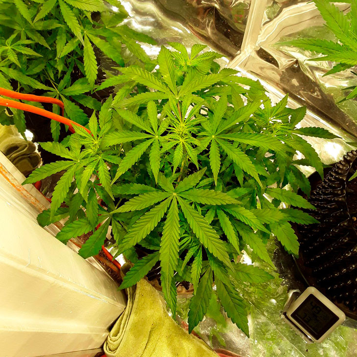 Развитие марихуаны на четвертой неделе выращивания Марихуана Auto New York City на 4 неделе вегетации