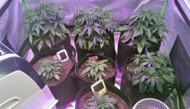 Выращивание марихуаны в гроутенте Сорта марихуаны в гроубоксе