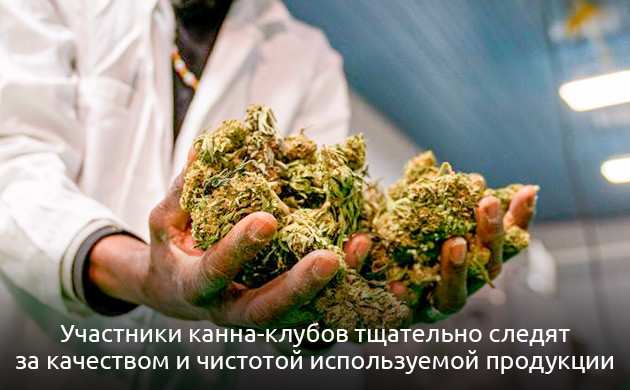 Основные различия между каннабис-клубами и кофешопами Сравнение клубов и кофешопов по доступности и качеству