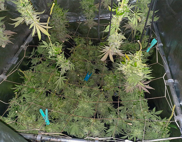 Харвест куста Jack 47 Предхарвест кустов Jack 47