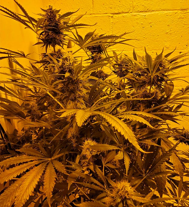 Пятна на листьях Листья конопли с коричневыми пятнами