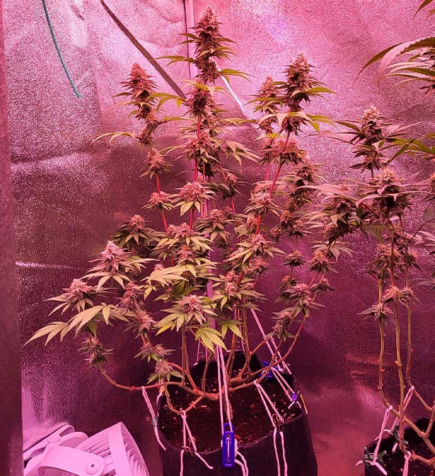 Увеличение шишек конопли Образование трихом у каннабиса