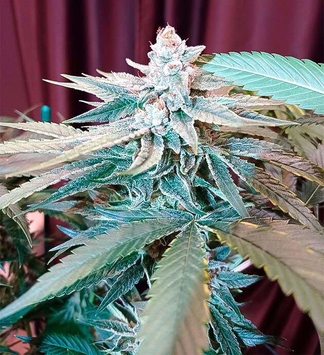 Шестая неделя цветения Куст Jealousy Kush на 12 неделе развития