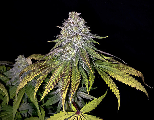 Появление фиолетовых соцветий Соцветие Chemical Bride перед харвестом