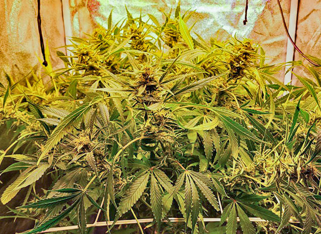 Повторная дефолиация конопли 11 неделя выращивание сорта Cap Junky