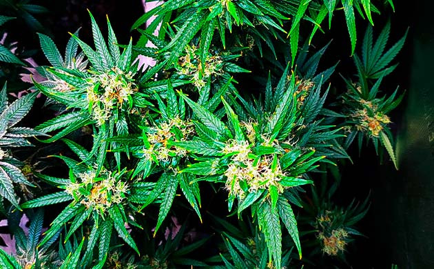 Промывка каннабиса и харвест Куст Godzilla Original Glue GG#4 от Herbies Seeds на 20-21 неделе