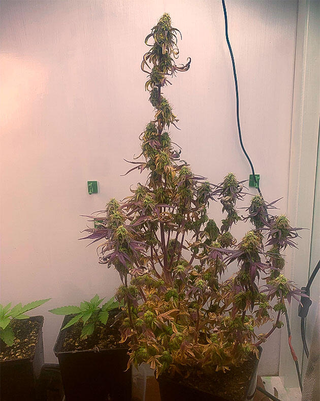 Как поддерживать слабое растение конопли Конопля в критическом состоянии