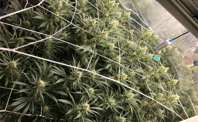 Уменьшение света Куст на 21 неделе