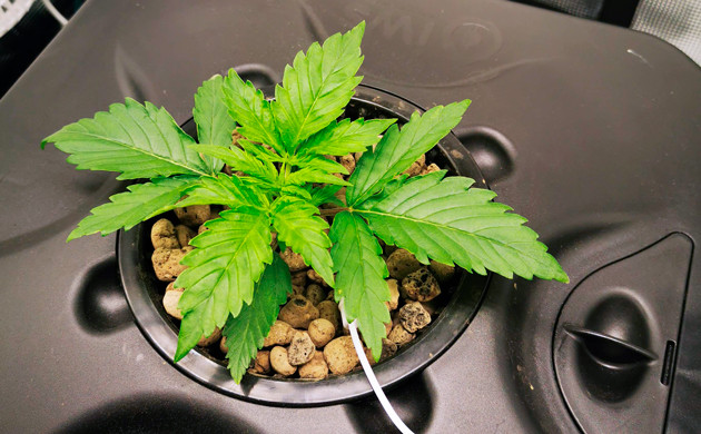 Стадия вегетации Куст Zkittlez Auto ростом 9 см