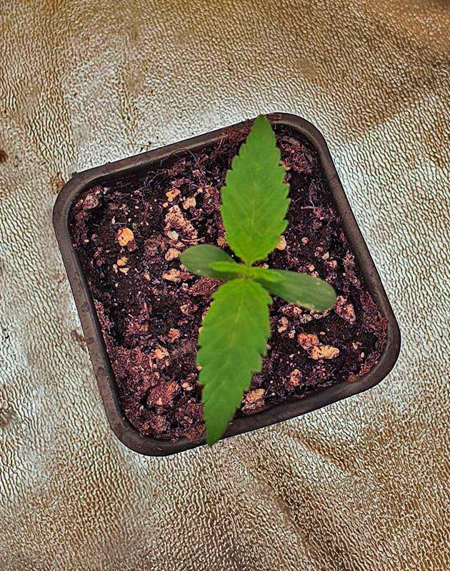 Проращивание семени и микроклимат внутри гроубокса Росток Planet of the Grapes RBX от Ethos Genetics