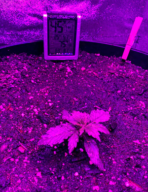 1 неделя выращивания