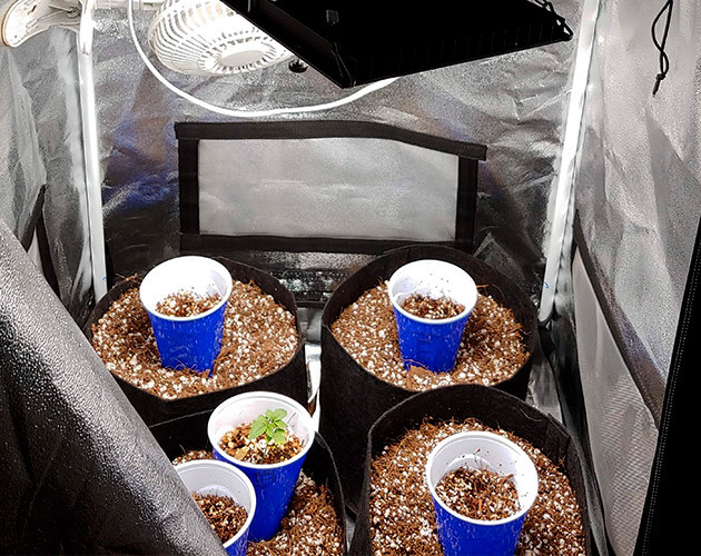 Этап проращивания семян Горшки с кокосом в боксе