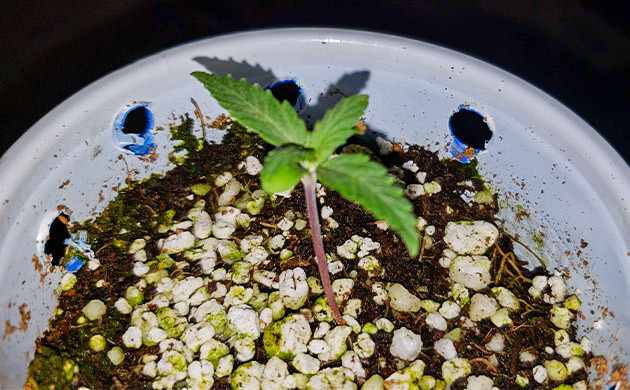 Седьмой день роста Росток длиной 2,5 см