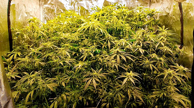 Подготовка к цветению Вегетация сорта LSD от сидбанка Семяныч