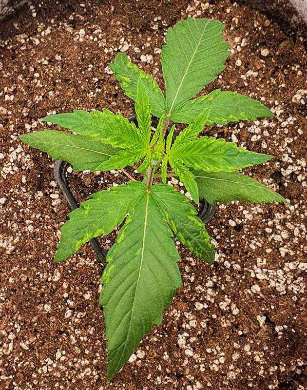 Небольшой дефицит и пересадка в тканевый горшок Растишка Planet of the Grapes RBX на 2 неделе