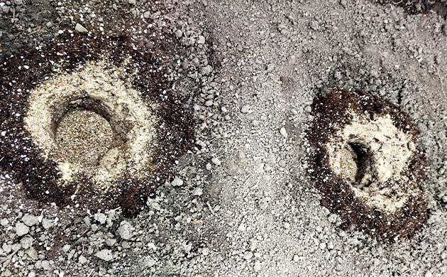 Переход на воду из скважины для полива марихуаны Полив рассады конопли и контроль pH воды