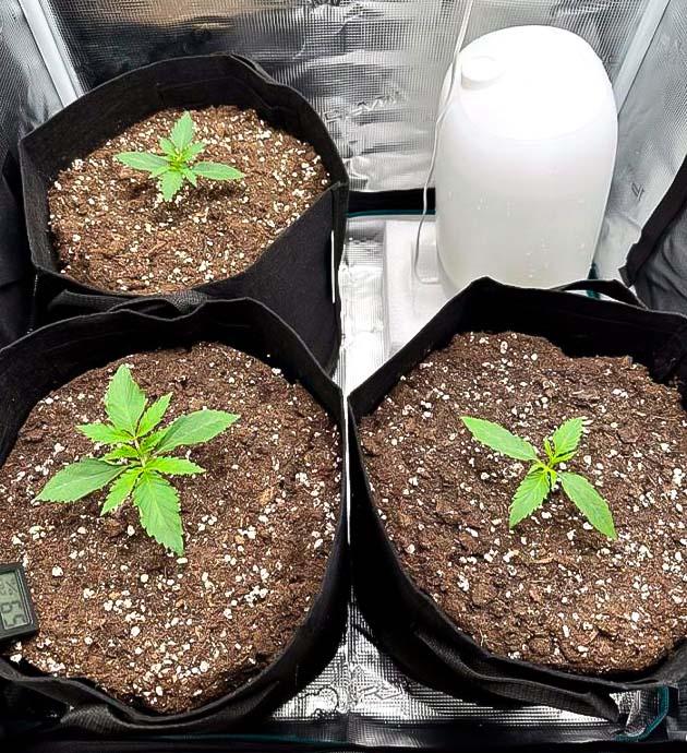 Полив марихуаны обычной водой Конопля ростом 7 см