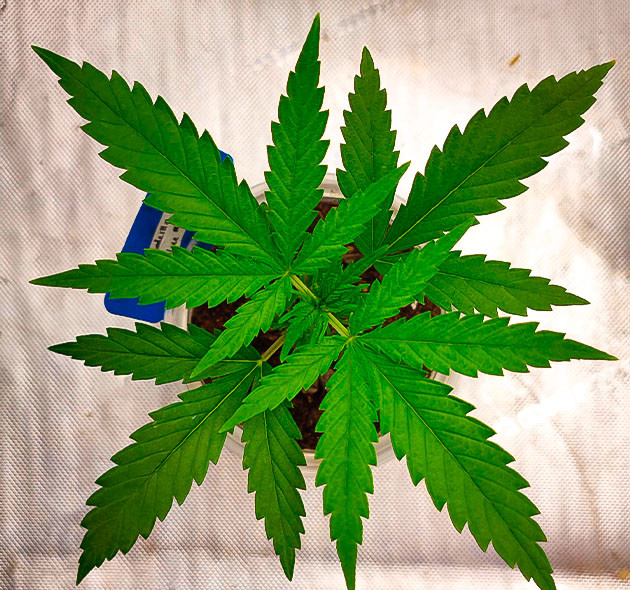 Пересадка растишки Растишка Godzilla Original Glue GG#4 ростом 18 см