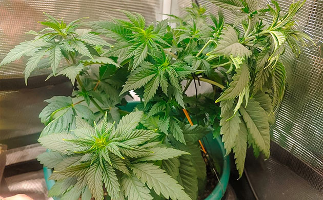 Подготовка куста Blueberry OG к цветению Тренировка растения Blueberry OG