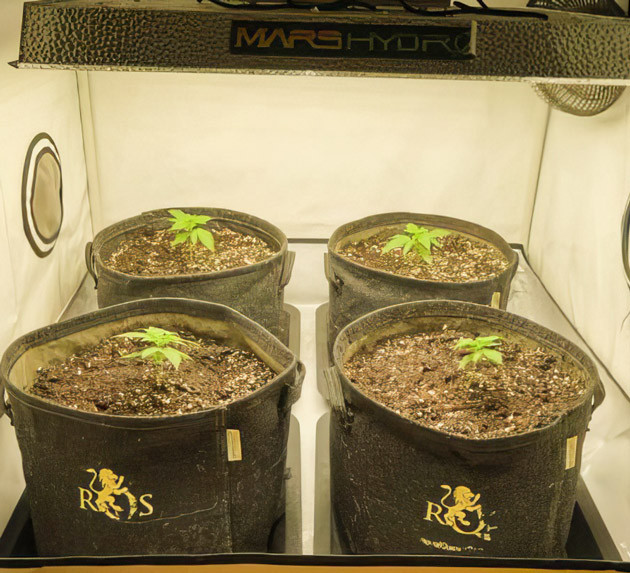 Исправление ошибок с освещением Кусты Apollo F1 Auto от Royal Queen Seeds ростом 15 см