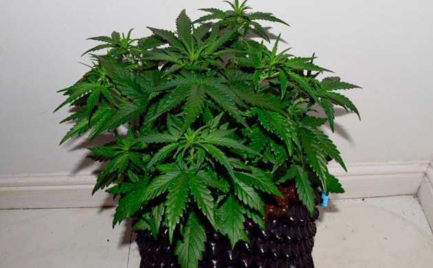 Куст конопли ростом 24 см Куст с обилием листьев