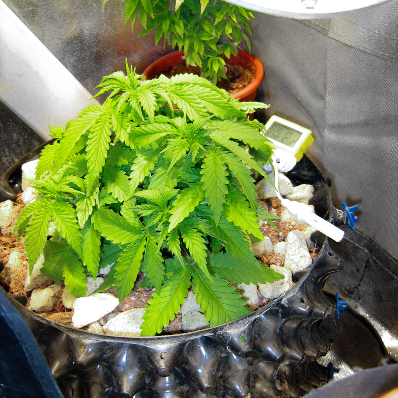 Подкормка конопли на третьей неделе Восстановление куста и набор зеленой массы