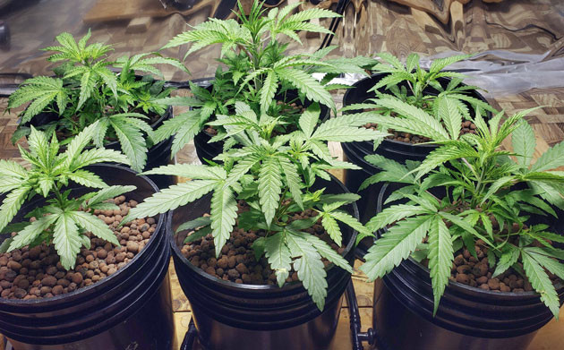 Проверка Mimosa Shot на грибки и патогены Уход за растениями Мимоза Шот