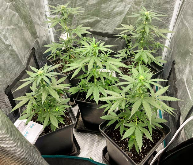 Изменение дозировки удобрений Кусты Titan F1 Auto от RQS ростом 35 см