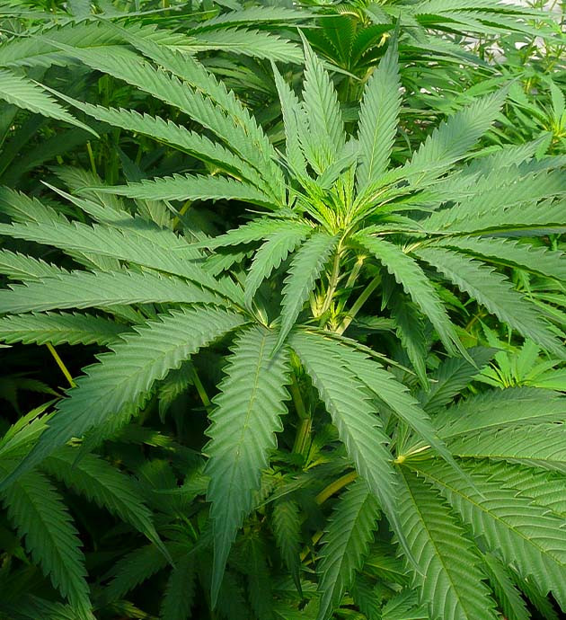 Новые удобрения для Runtz Fast Flowering Изменения в питании и росте Runtz Fast Flowering