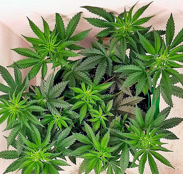 Начало цветения конопли Куст Bruce Banner от Семяныч на 6 неделе выращивания