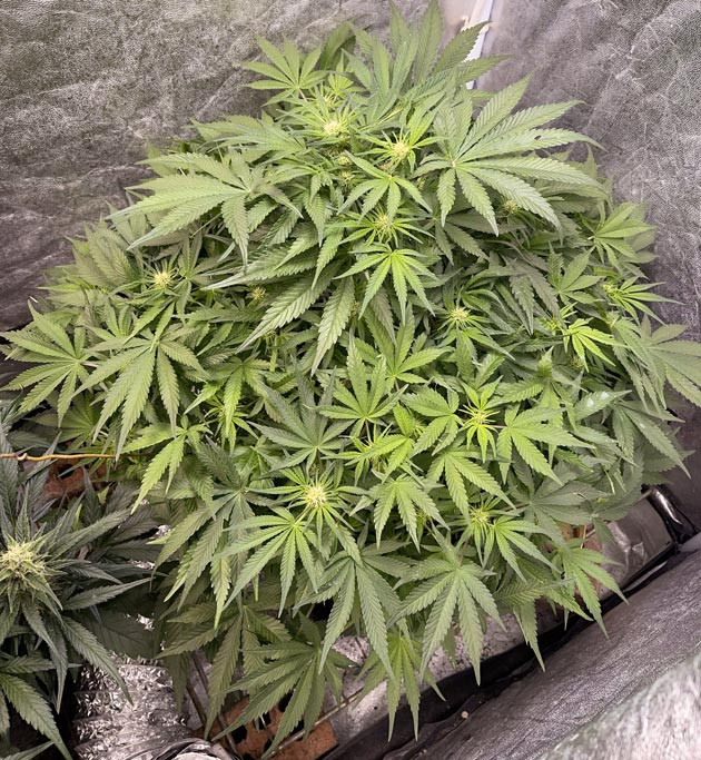 Начало цветения и проведение тренировок Куст Cherry Cola Auto на 6 неделе выращивания