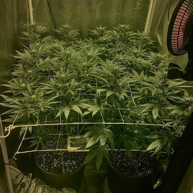 Регулярная дефолиация конопли 7 неделя роста каннабиса