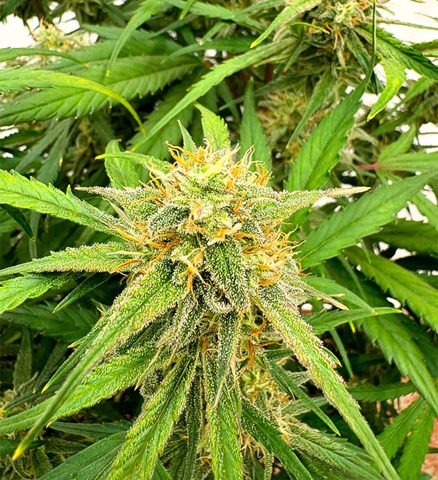 Рост шишек и небольшое изменение в схеме питания Куст Strawberry Gorilla Auto от FastBuds на 7-8 неделе выращивания