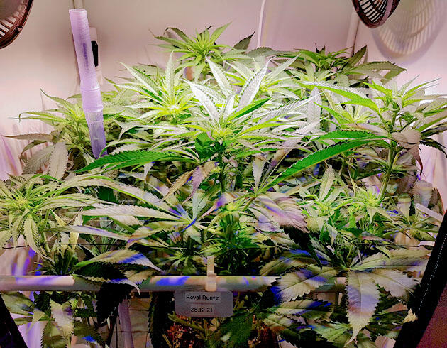 Равномерное освещение и питание BioBizz Куст марихуаны на восьмой неделе цветения