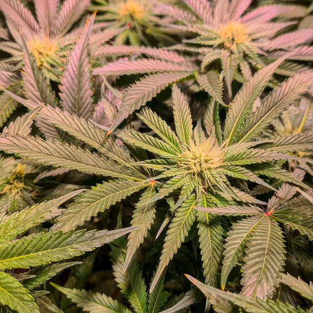 Финальный этап цветения Green Crack 2.0 Green Crack 2.0: приближение к харвесту