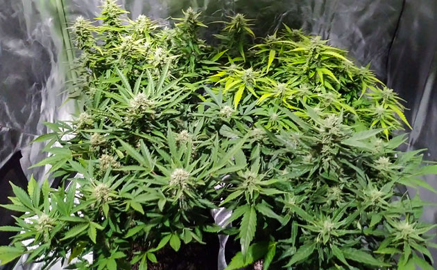 Различия во внешнем виде кустов конопли