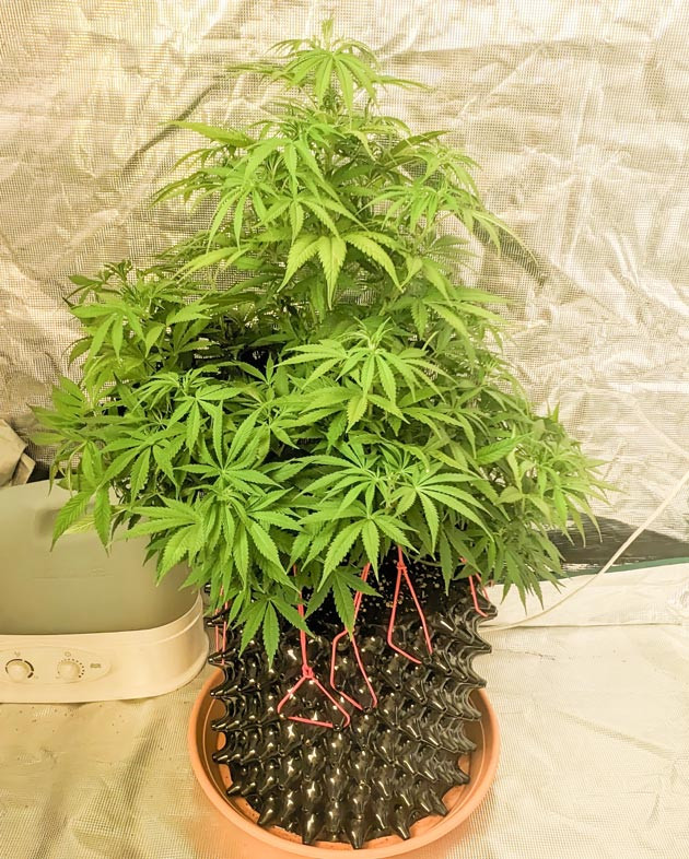 Zoap: начало цветения Удобрения и уход за Zoap