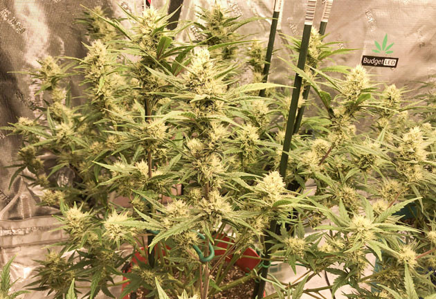 Фиолетовые стебли и приятный запах Purple Juice Auto Огромные надежды на Purple Juice Auto