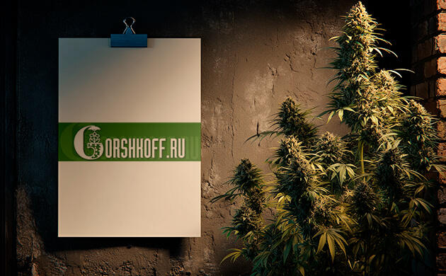 Магазин для выращивания каннабиса Gorshkoff Gorshkoff – магазин для выращивания конопли