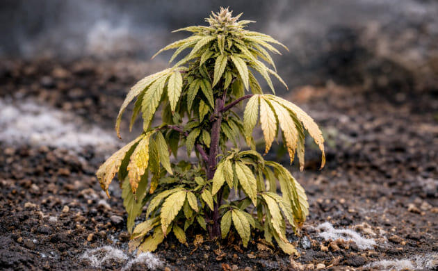 Признаки переохлаждения: от потери упругости до изменения цвета листьев Признаки переохлаждения марихуаны