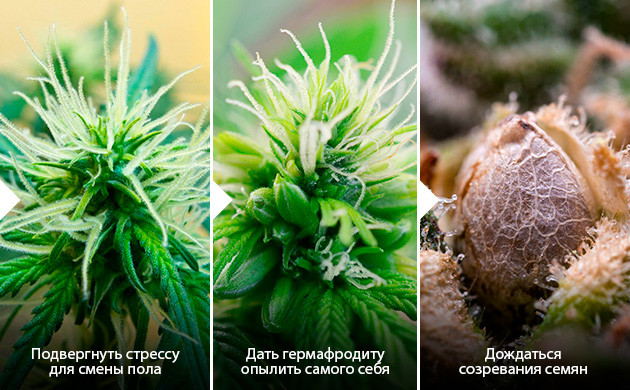 Самоопыление как способ сохранения материнской генетики Самоопыление для сохранения материнской генетики