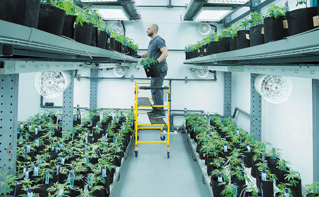 Стеллажная система выращивания Горшки конопли на стеллажах