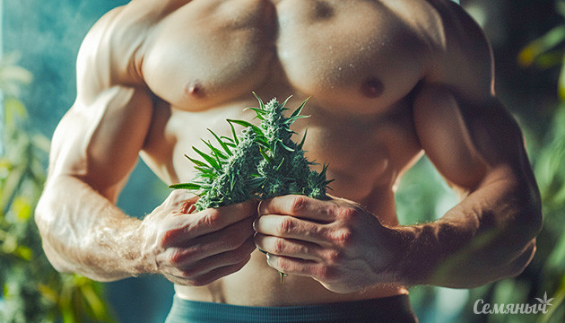 Марихуана и метаболизм: почему любители конопли худощавы? Тонкости влияния каннабиса на массу тела