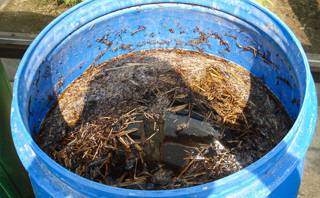 Что такое компостный чай Применение компостного чая для кустов конопли