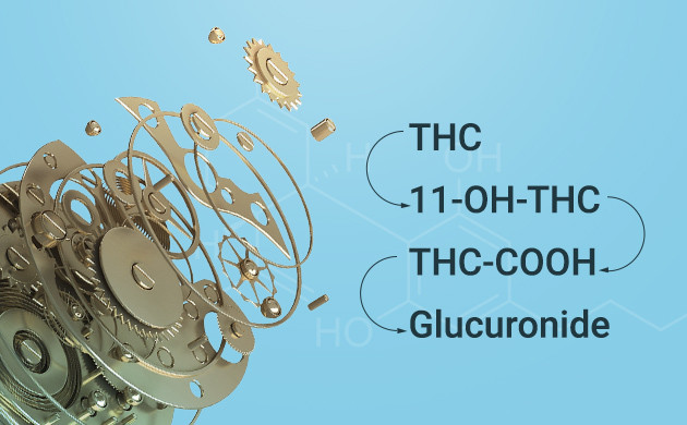 Путь преобразования ТГК в организме Формулы преобразования ТГК