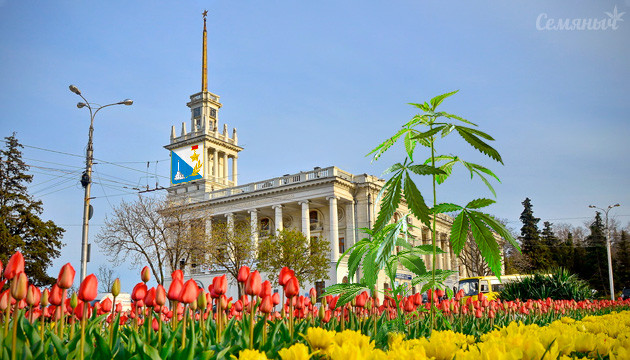 Конопля в центре Севастополя В центре Севастополя марихуана выросла на клумбе