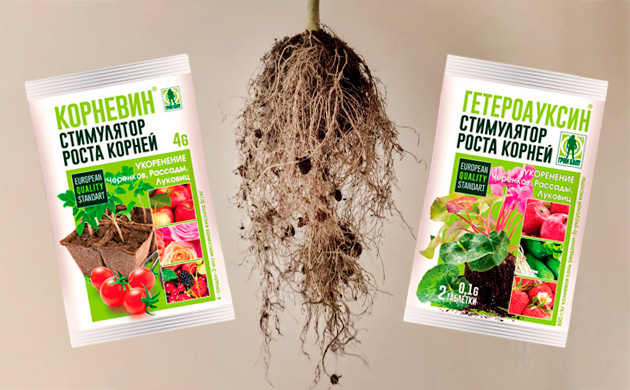 Стимуляторы корнеобразования конопли Стимуляторы Корневин и Гетероауксин