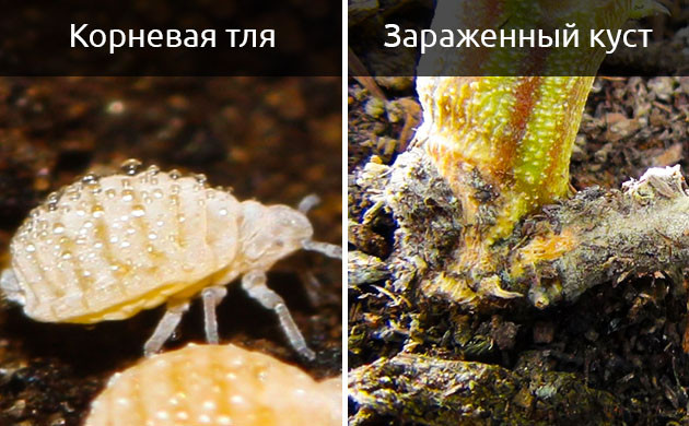Гниение корней после корневой тли Корневая тля и гниющий корень