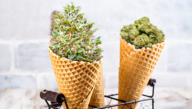 Сладкие сорта конопли Мороженное из конопли